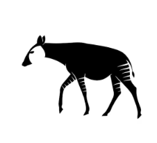 The World is Ready for Sustainable Comfort: okapi clothing Goes Global!